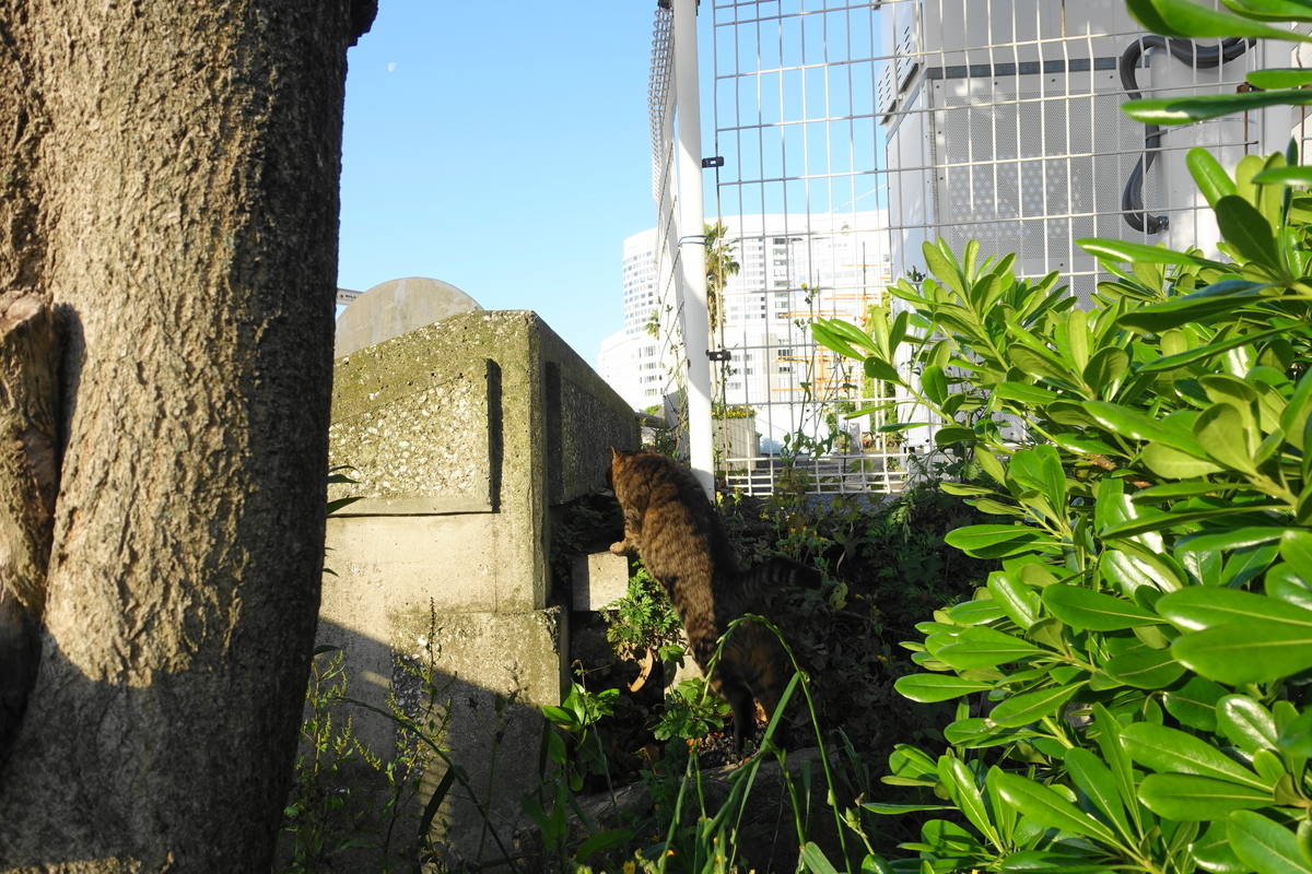 f:id:shigeo-t:20210507122535j:plain