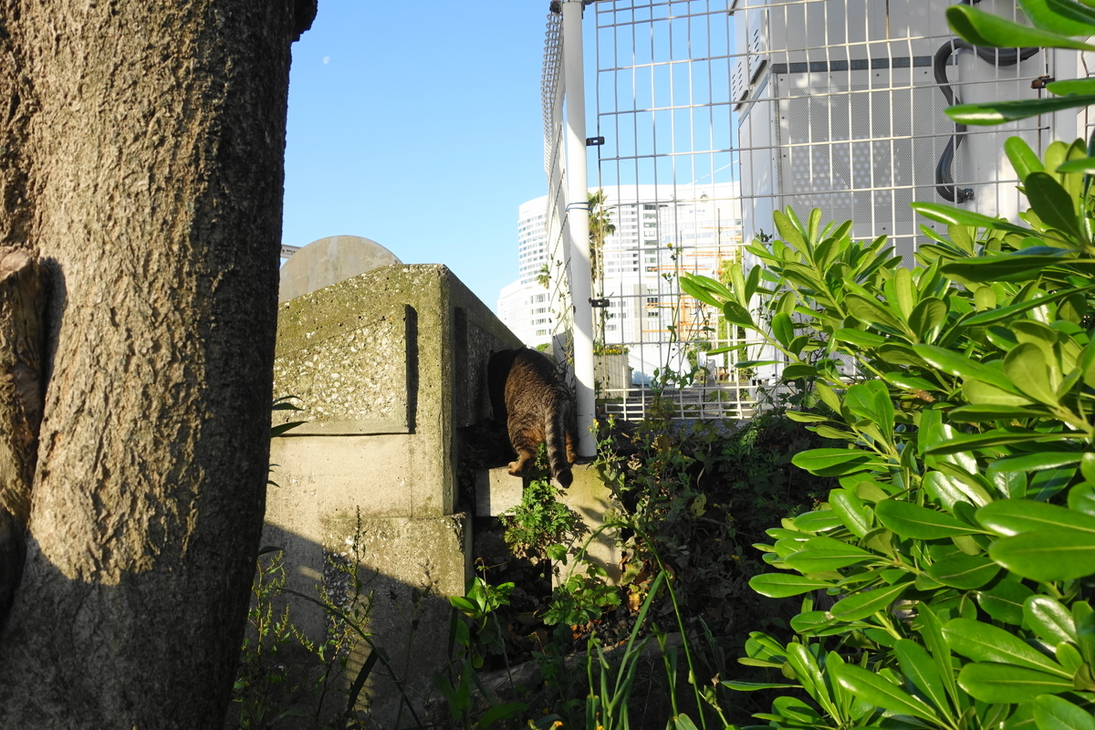 f:id:shigeo-t:20210507122539j:plain