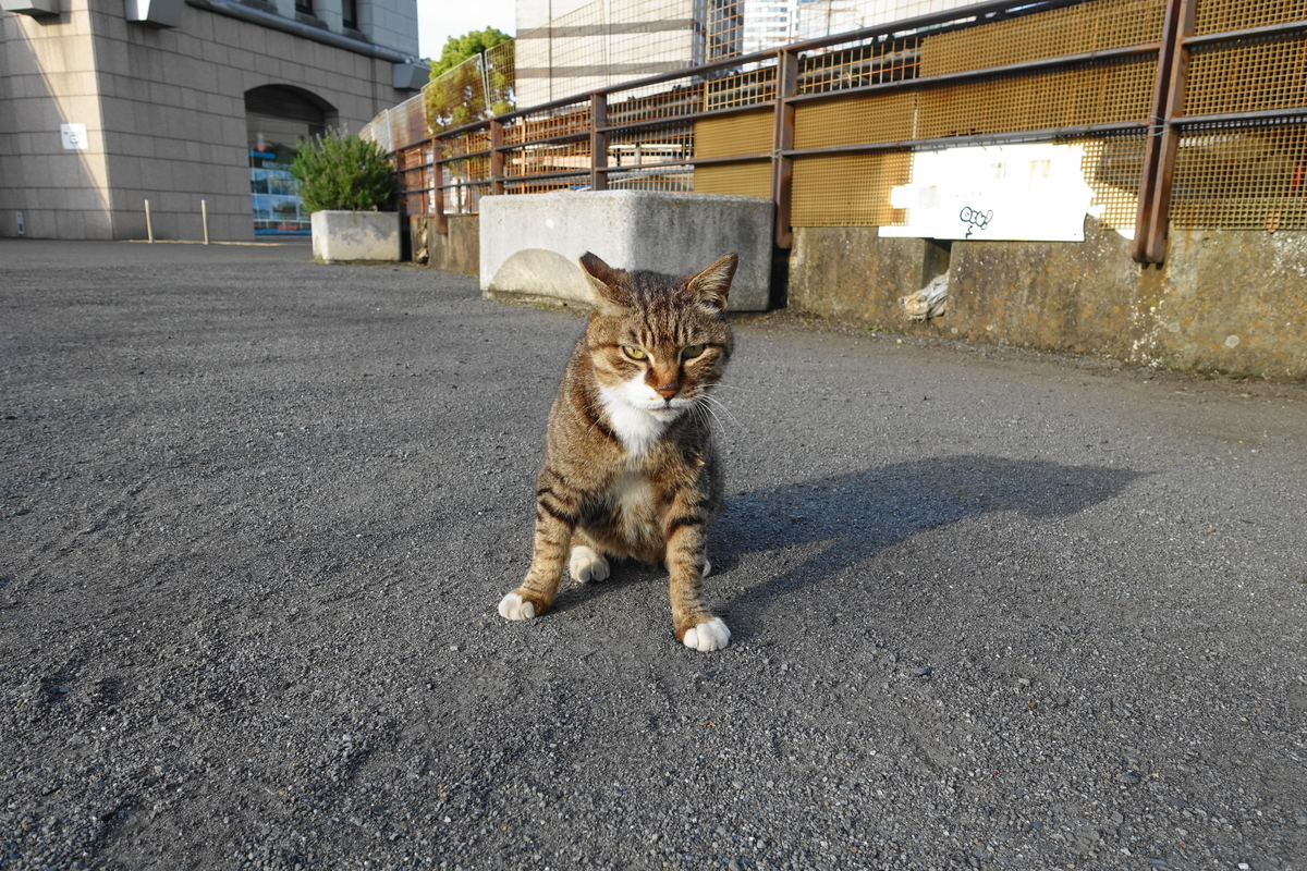 f:id:shigeo-t:20210507124709j:plain