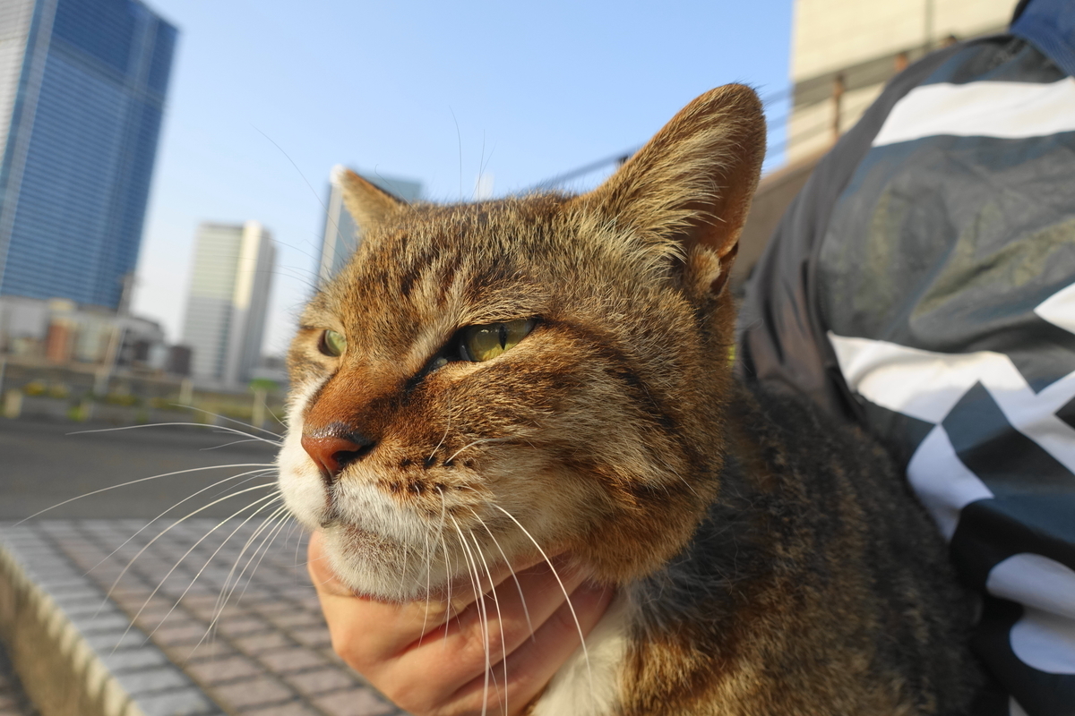 f:id:shigeo-t:20210510093710j:plain
