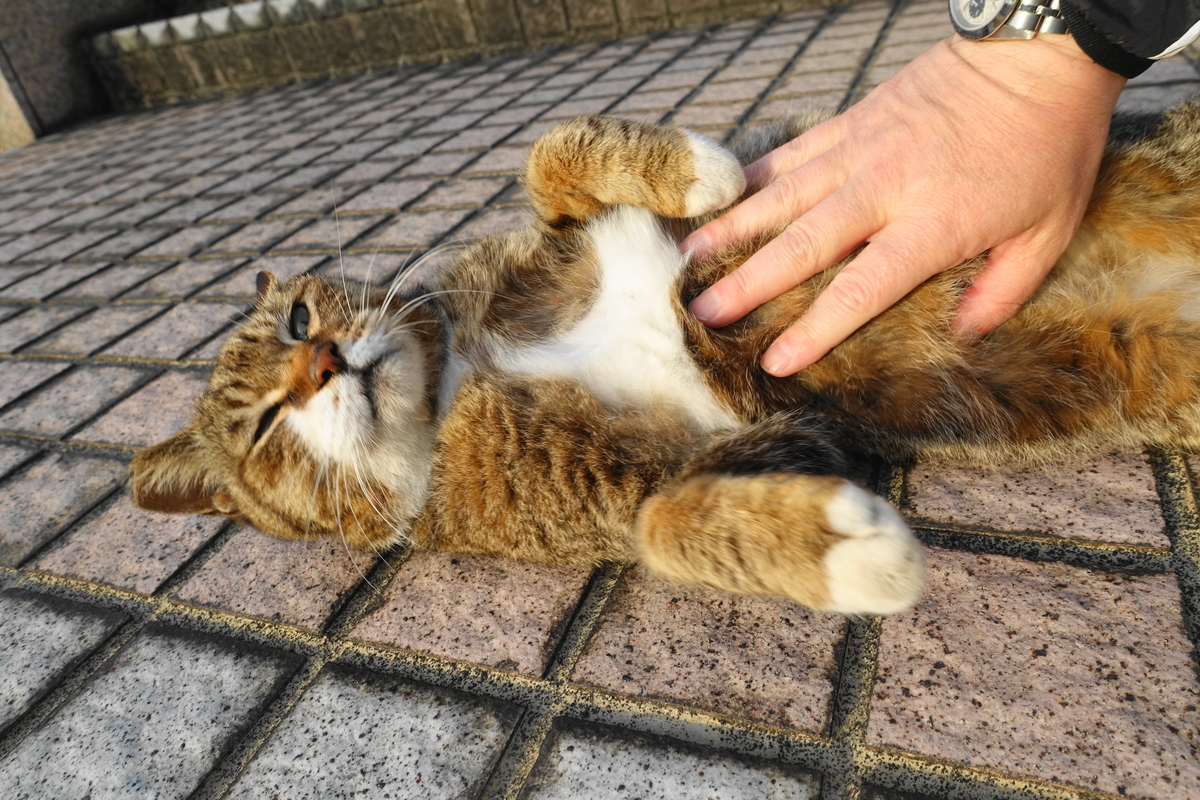 f:id:shigeo-t:20210510093726j:plain