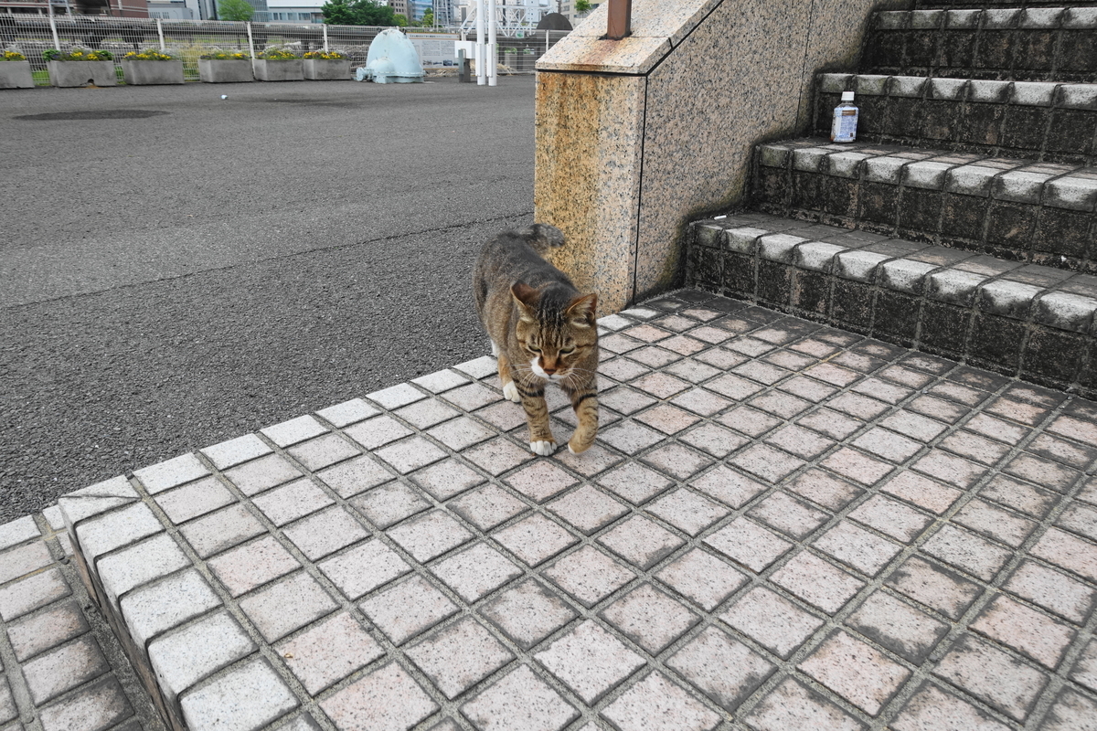 f:id:shigeo-t:20210510095426j:plain