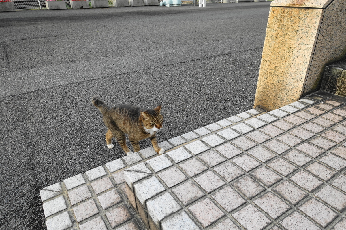 f:id:shigeo-t:20210510101231j:plain