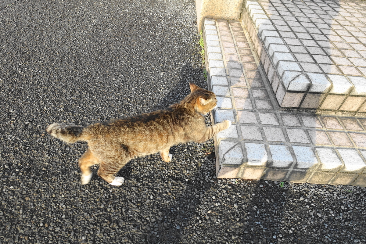 f:id:shigeo-t:20210511114622j:plain