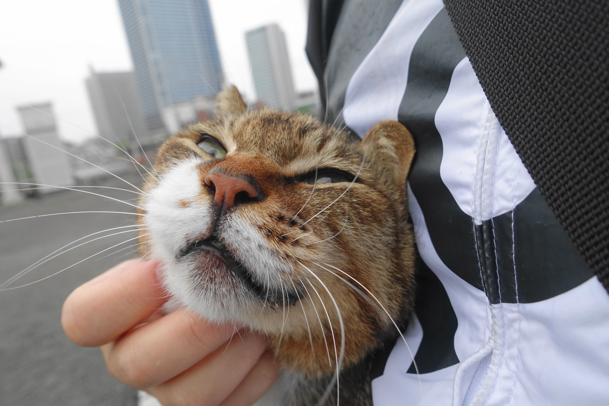 f:id:shigeo-t:20210511120112j:plain