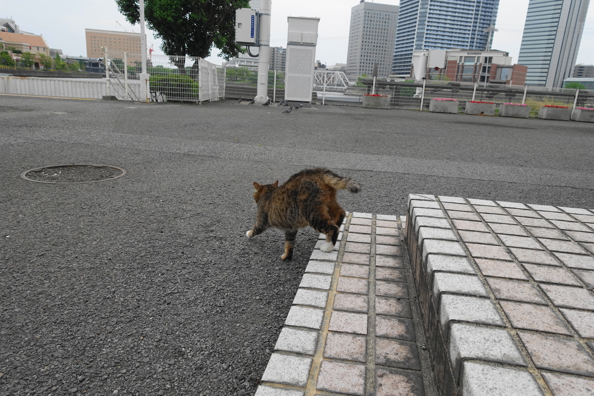 f:id:shigeo-t:20210511120216j:plain