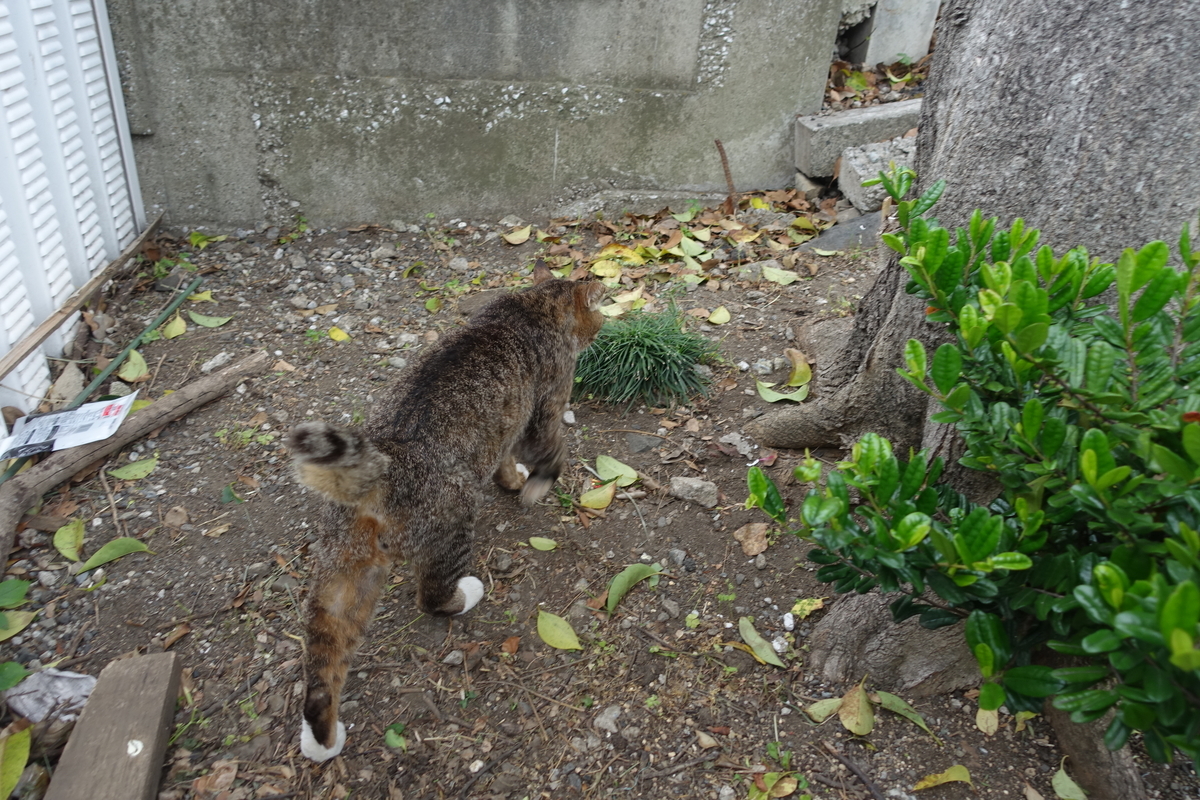 f:id:shigeo-t:20210511120319j:plain