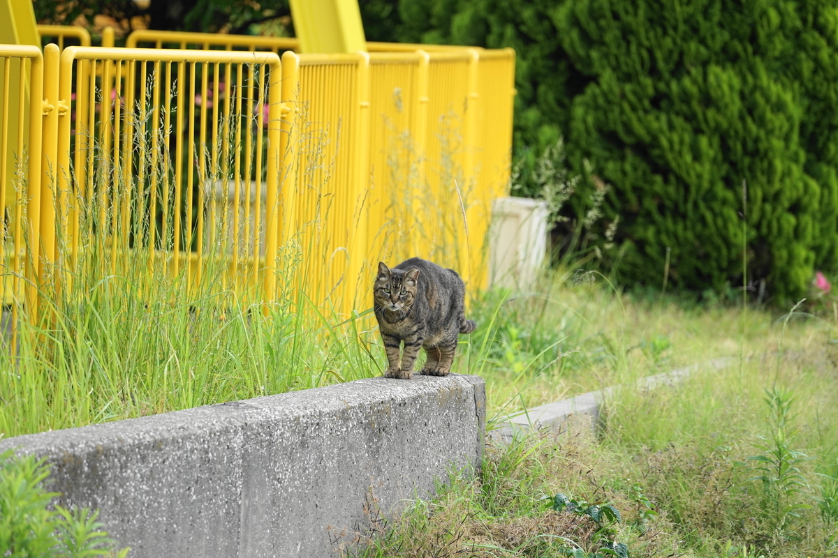 f:id:shigeo-t:20210511123041j:plain