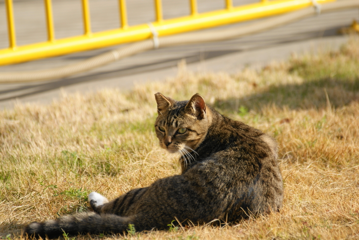f:id:shigeo-t:20210514100223j:plain