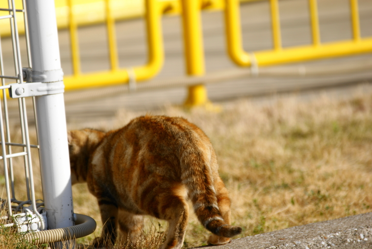 f:id:shigeo-t:20210514100245j:plain