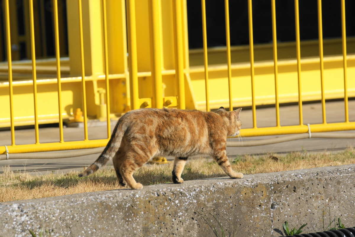 f:id:shigeo-t:20210514100753j:plain