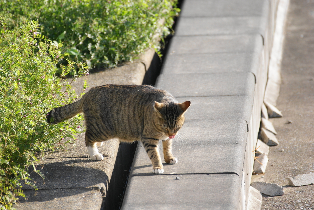 f:id:shigeo-t:20210514101223j:plain