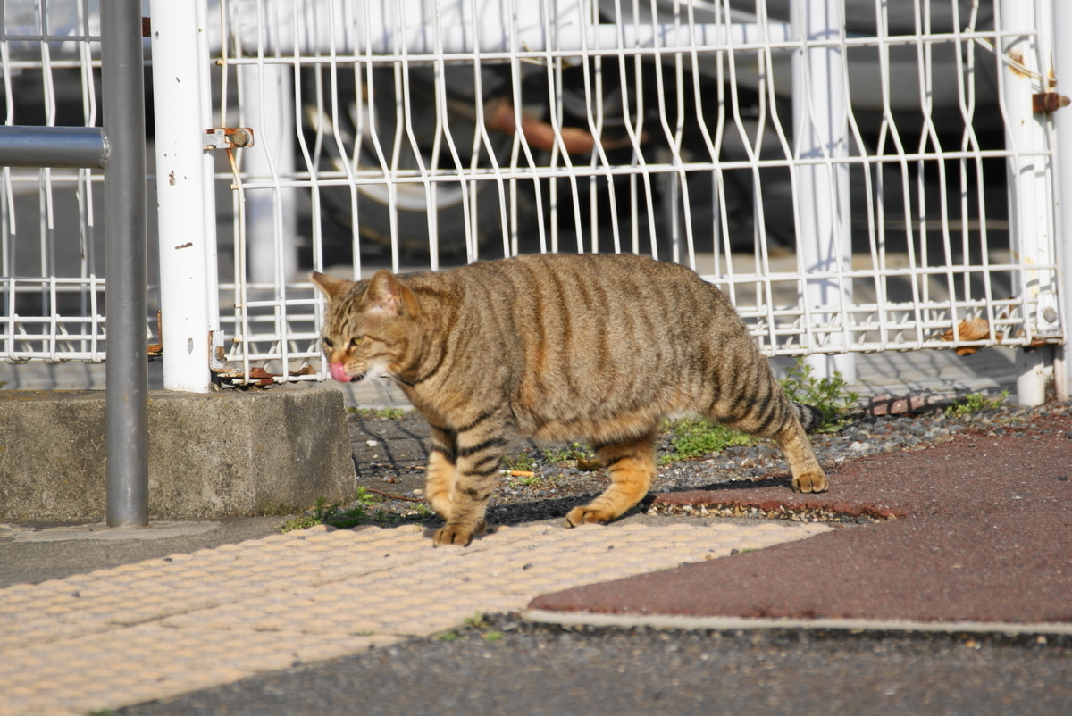 f:id:shigeo-t:20210514101829j:plain