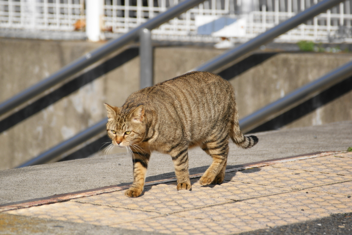 f:id:shigeo-t:20210514101831j:plain