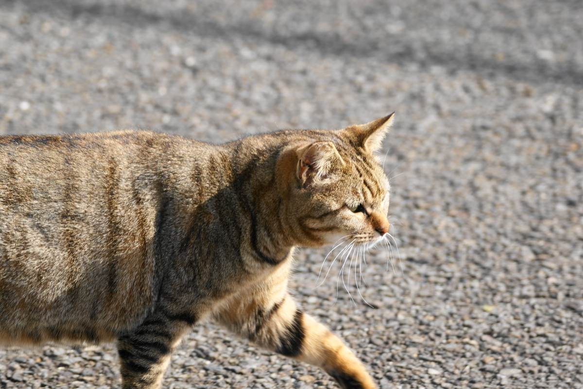 f:id:shigeo-t:20210514101846j:plain