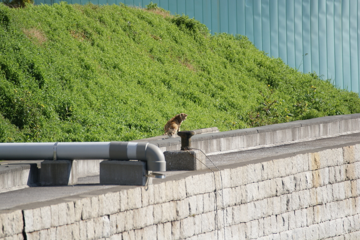 f:id:shigeo-t:20210514102556j:plain