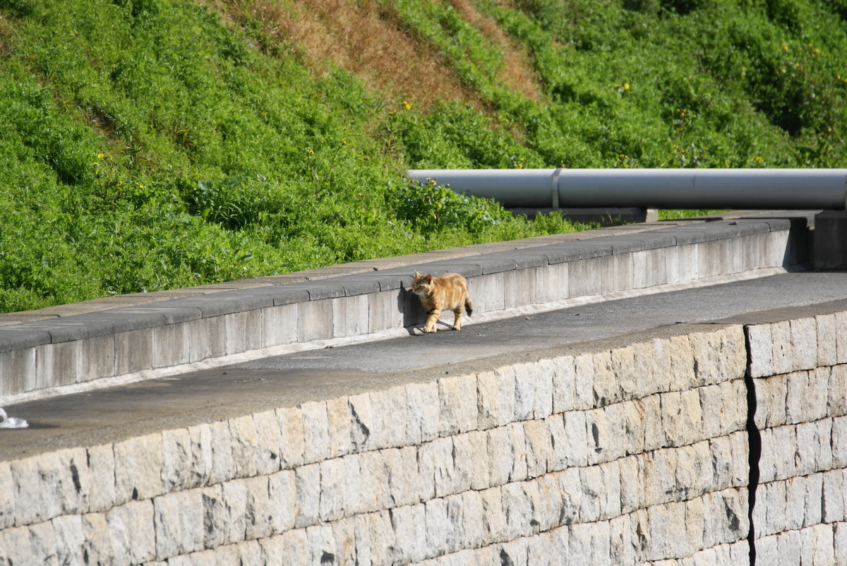 f:id:shigeo-t:20210514102752j:plain