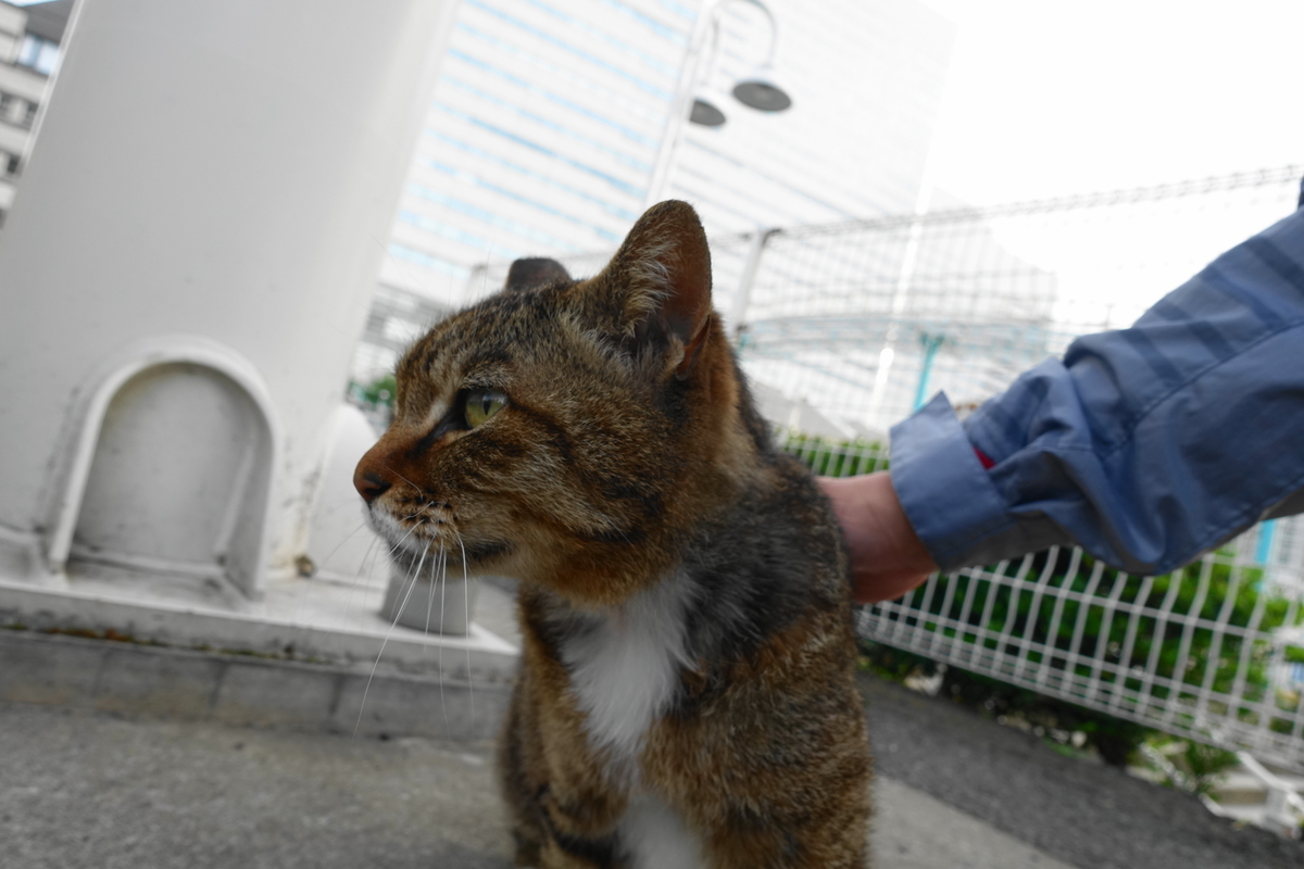 f:id:shigeo-t:20210516094601j:plain