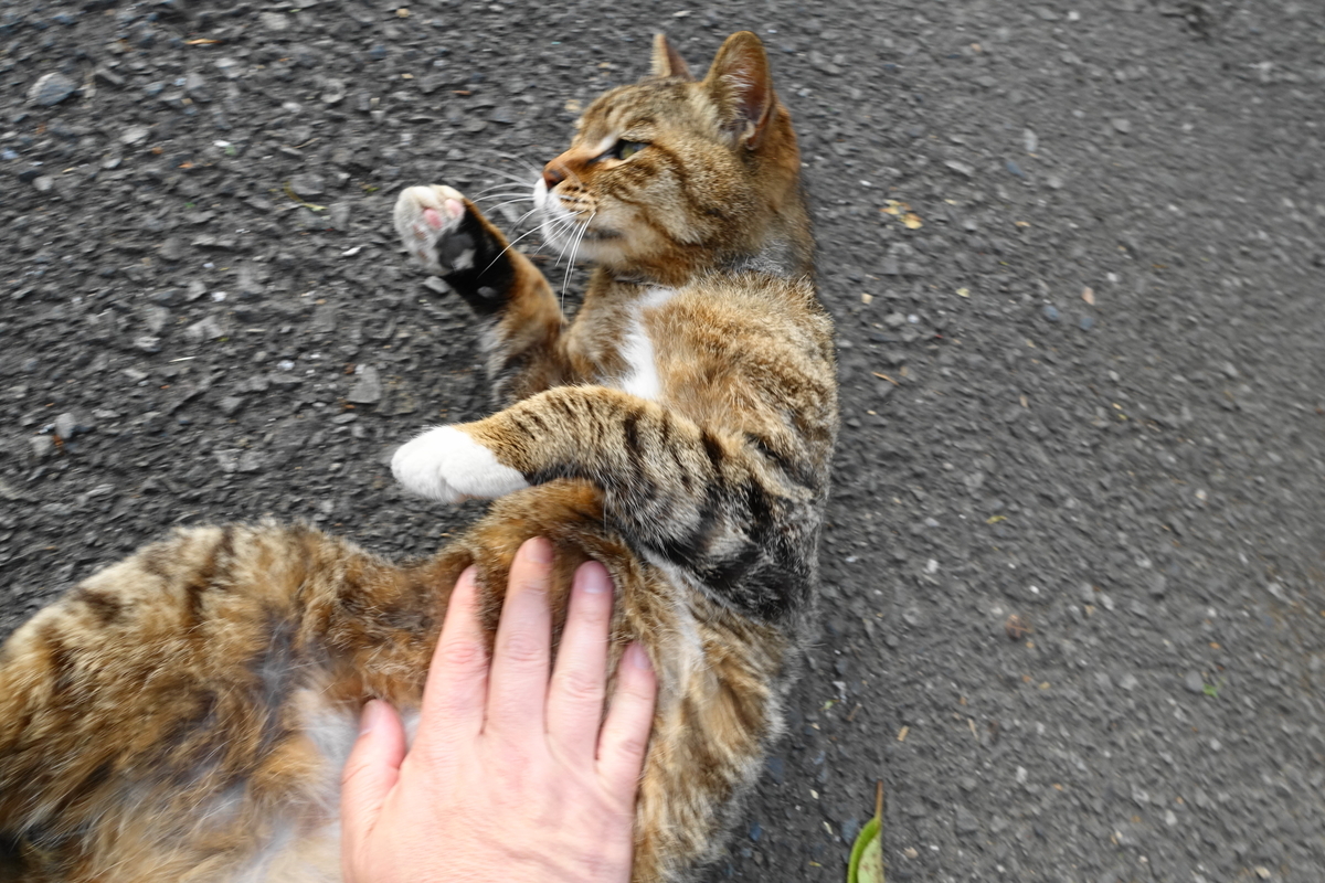 f:id:shigeo-t:20210516094824j:plain