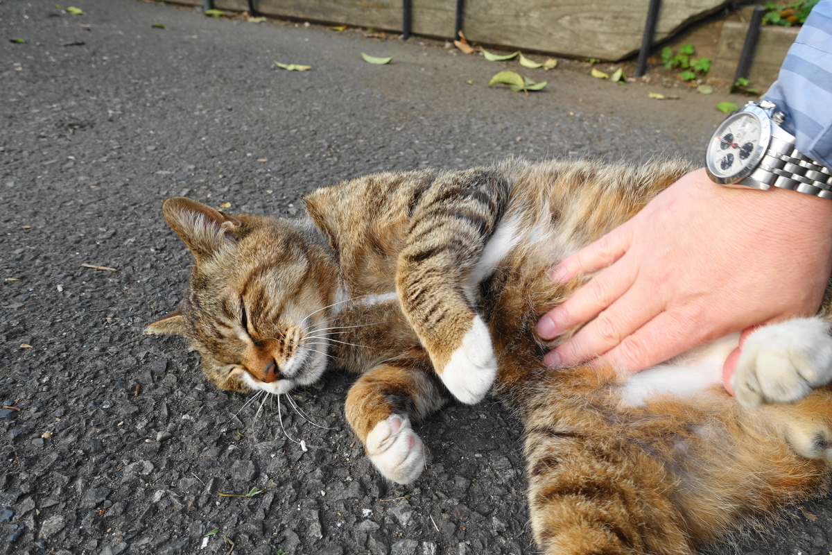 f:id:shigeo-t:20210516094826j:plain