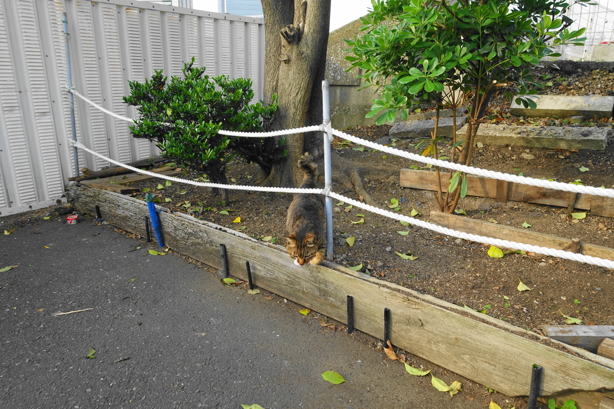 f:id:shigeo-t:20210516095333j:plain