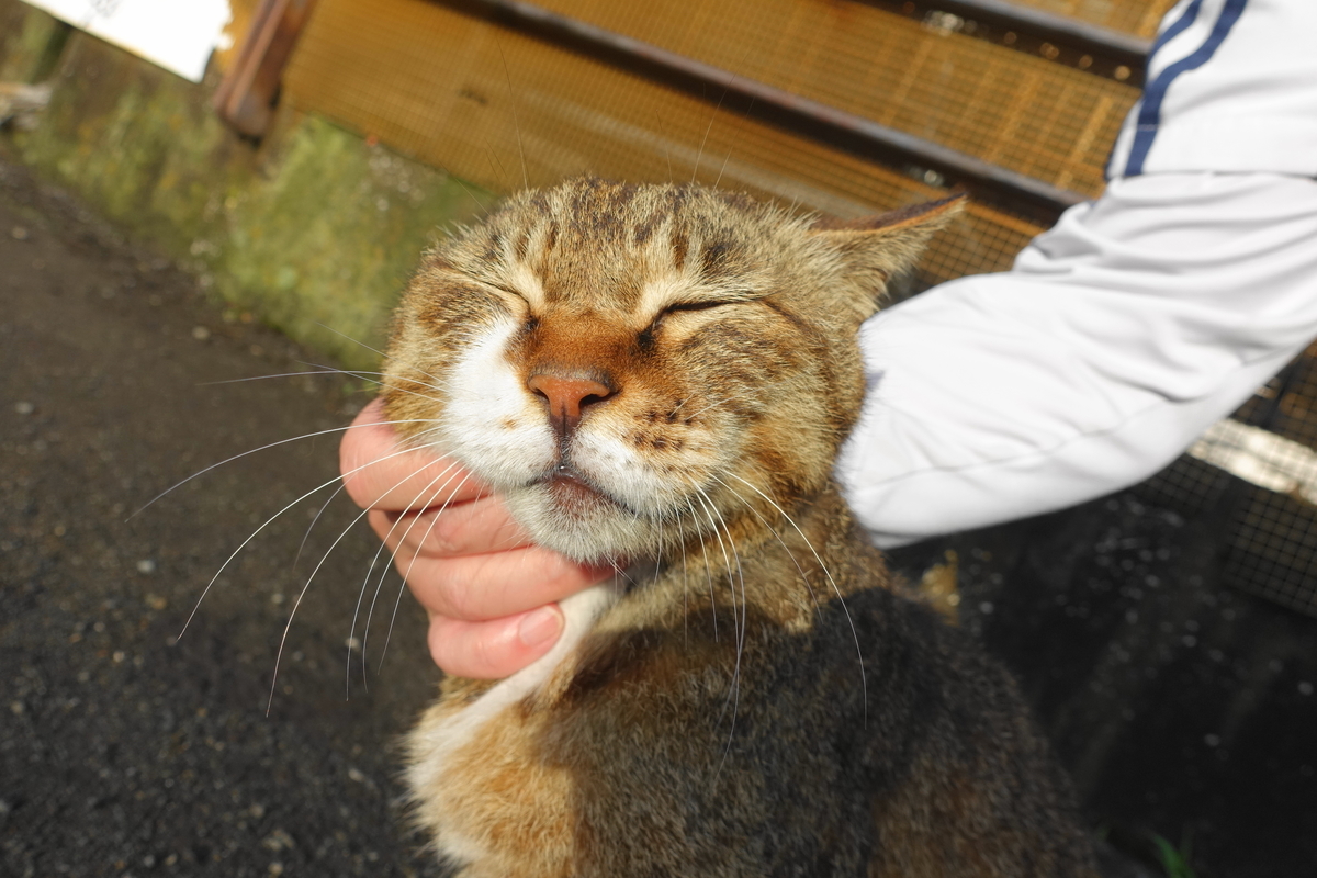 f:id:shigeo-t:20210516100113j:plain