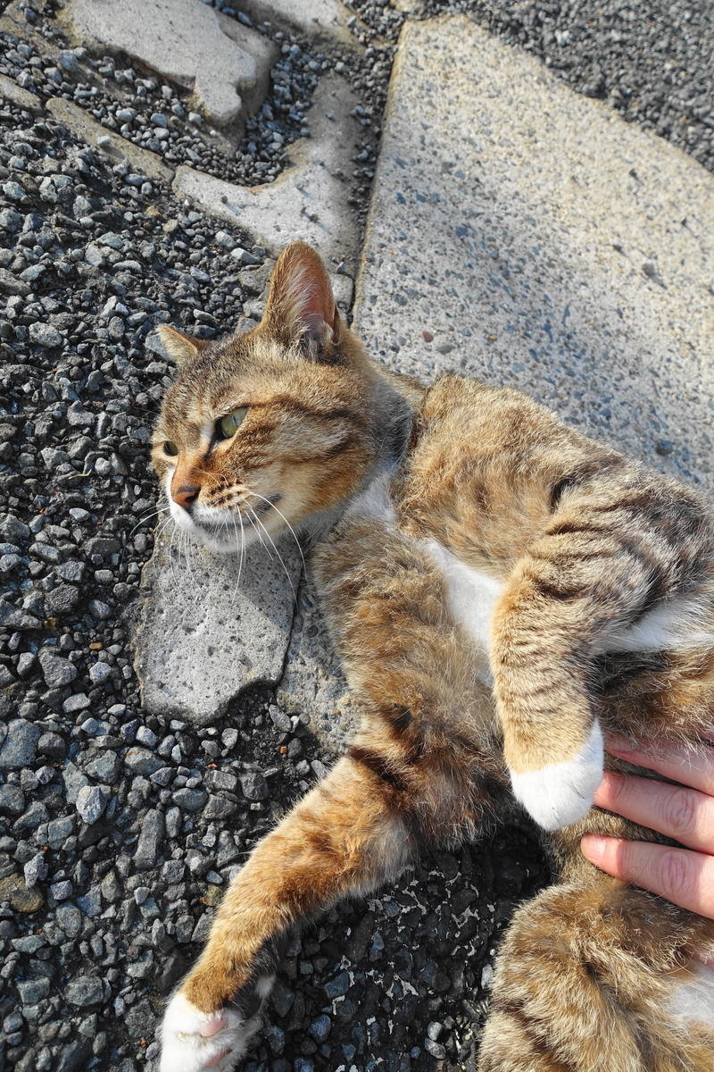 f:id:shigeo-t:20210516100517j:plain