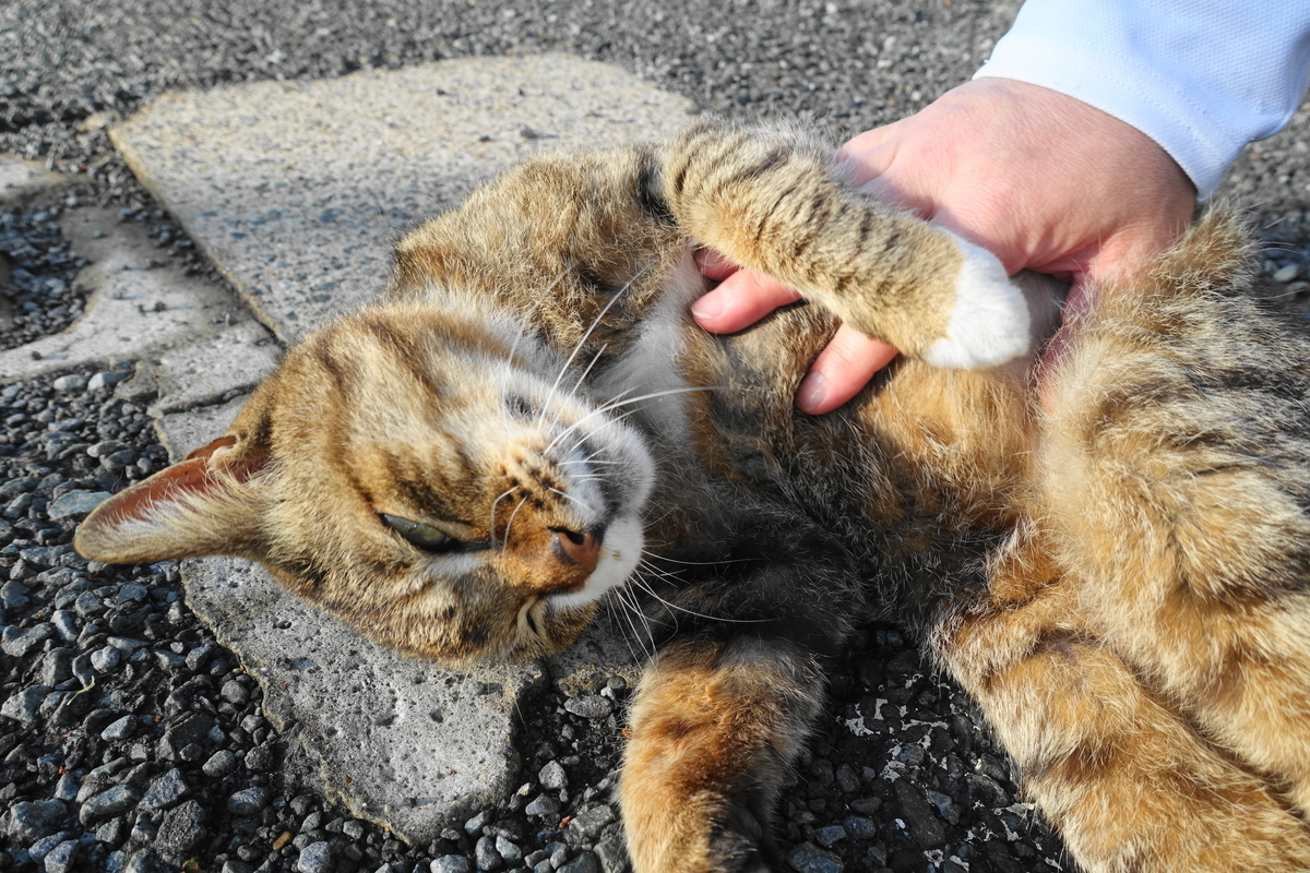 f:id:shigeo-t:20210516100519j:plain