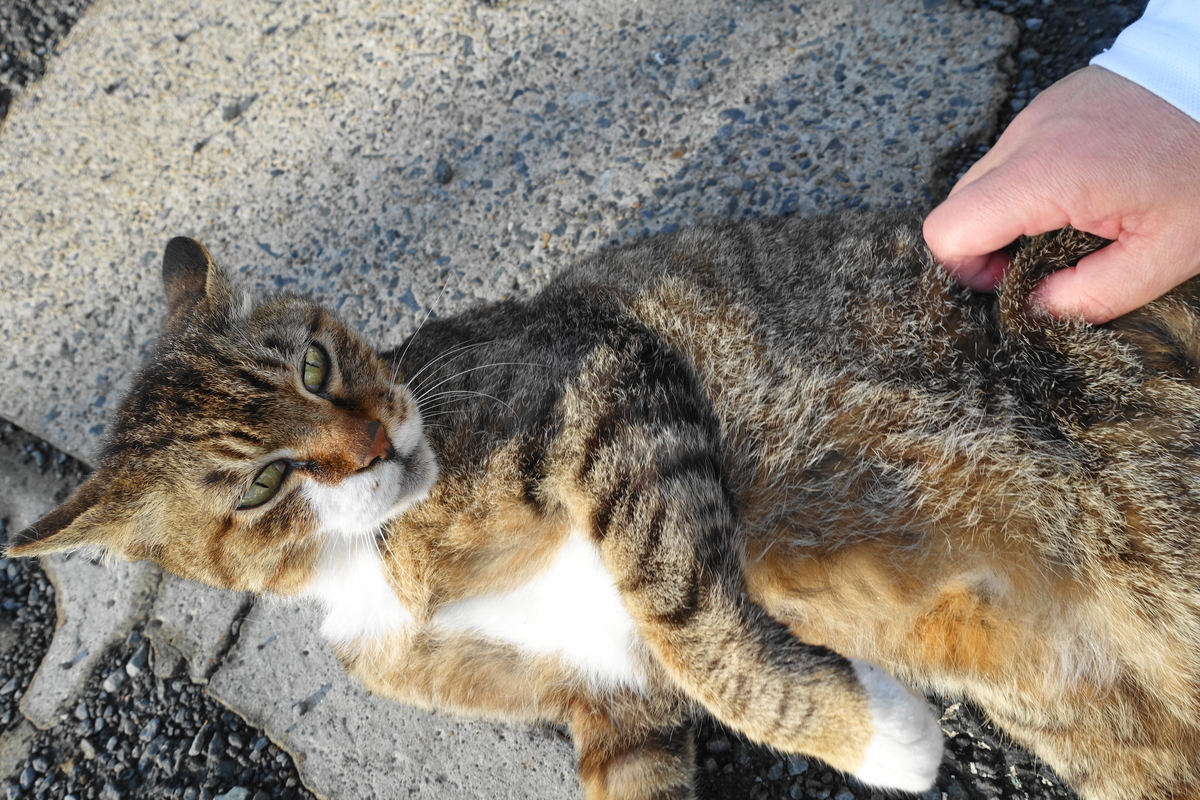 f:id:shigeo-t:20210516100531j:plain