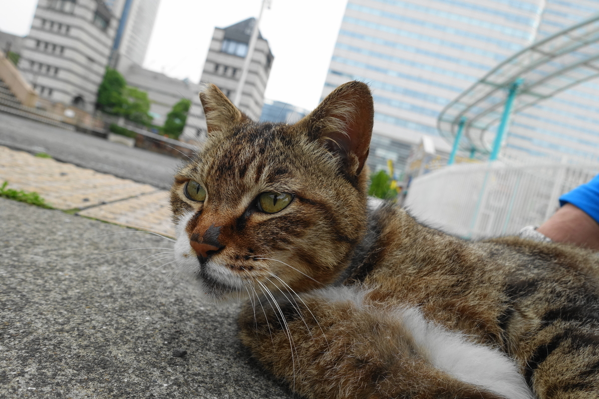 f:id:shigeo-t:20210516101209j:plain