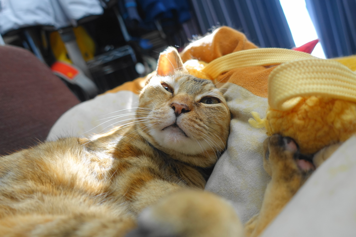 f:id:shigeo-t:20210518101022j:plain