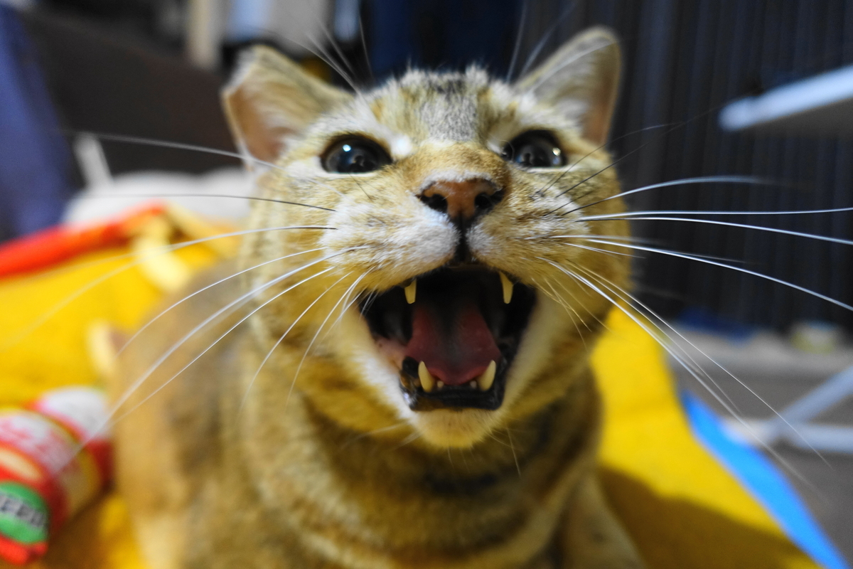 f:id:shigeo-t:20210518101125j:plain