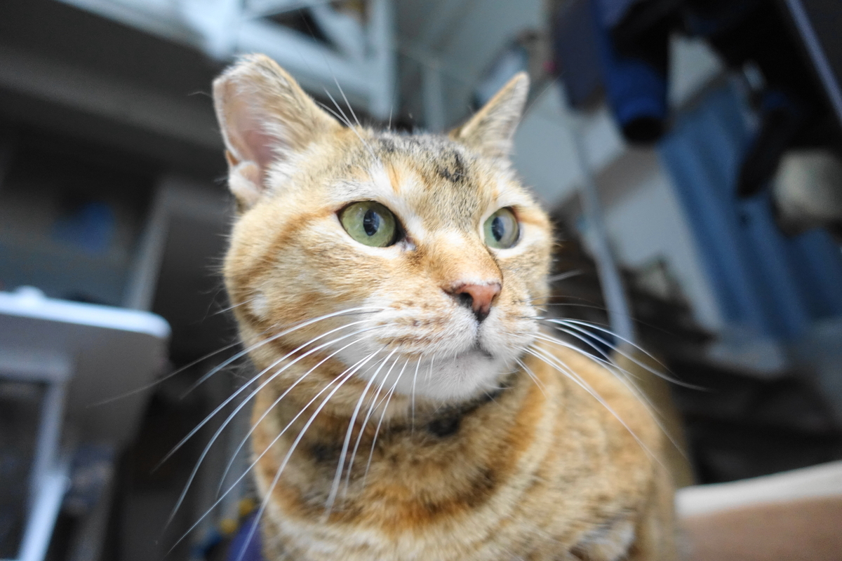 f:id:shigeo-t:20210518102805j:plain