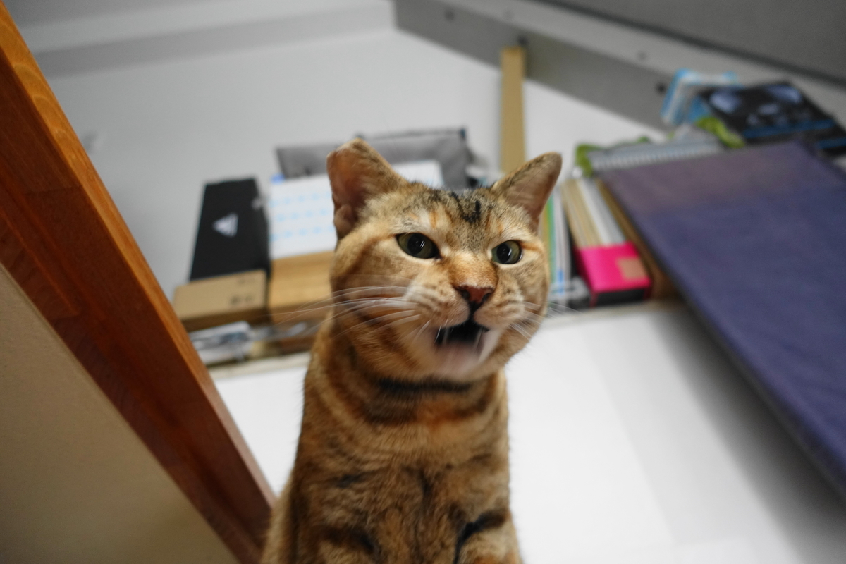 f:id:shigeo-t:20210518103757j:plain