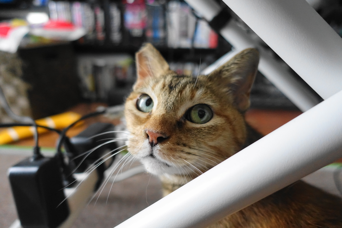 f:id:shigeo-t:20210518103910j:plain