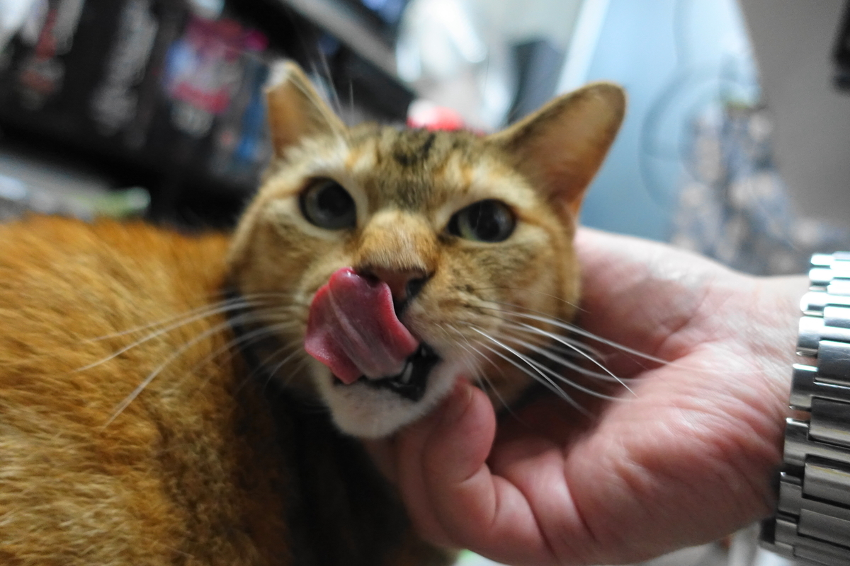 f:id:shigeo-t:20210520100503j:plain