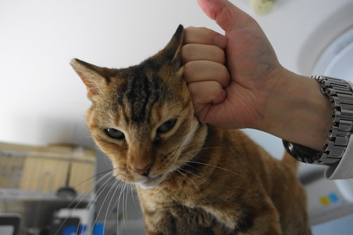 f:id:shigeo-t:20210520100658j:plain