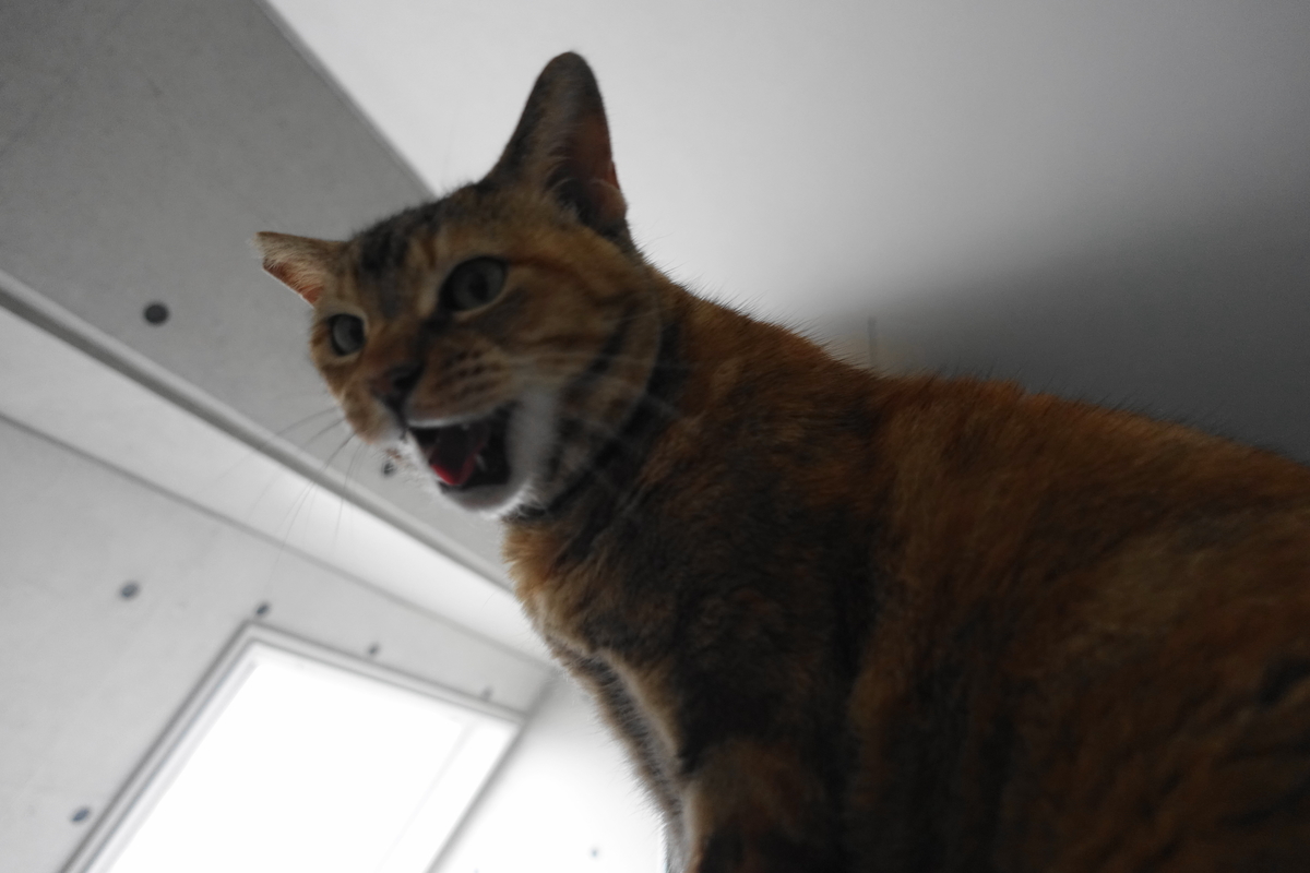 f:id:shigeo-t:20210520100738j:plain