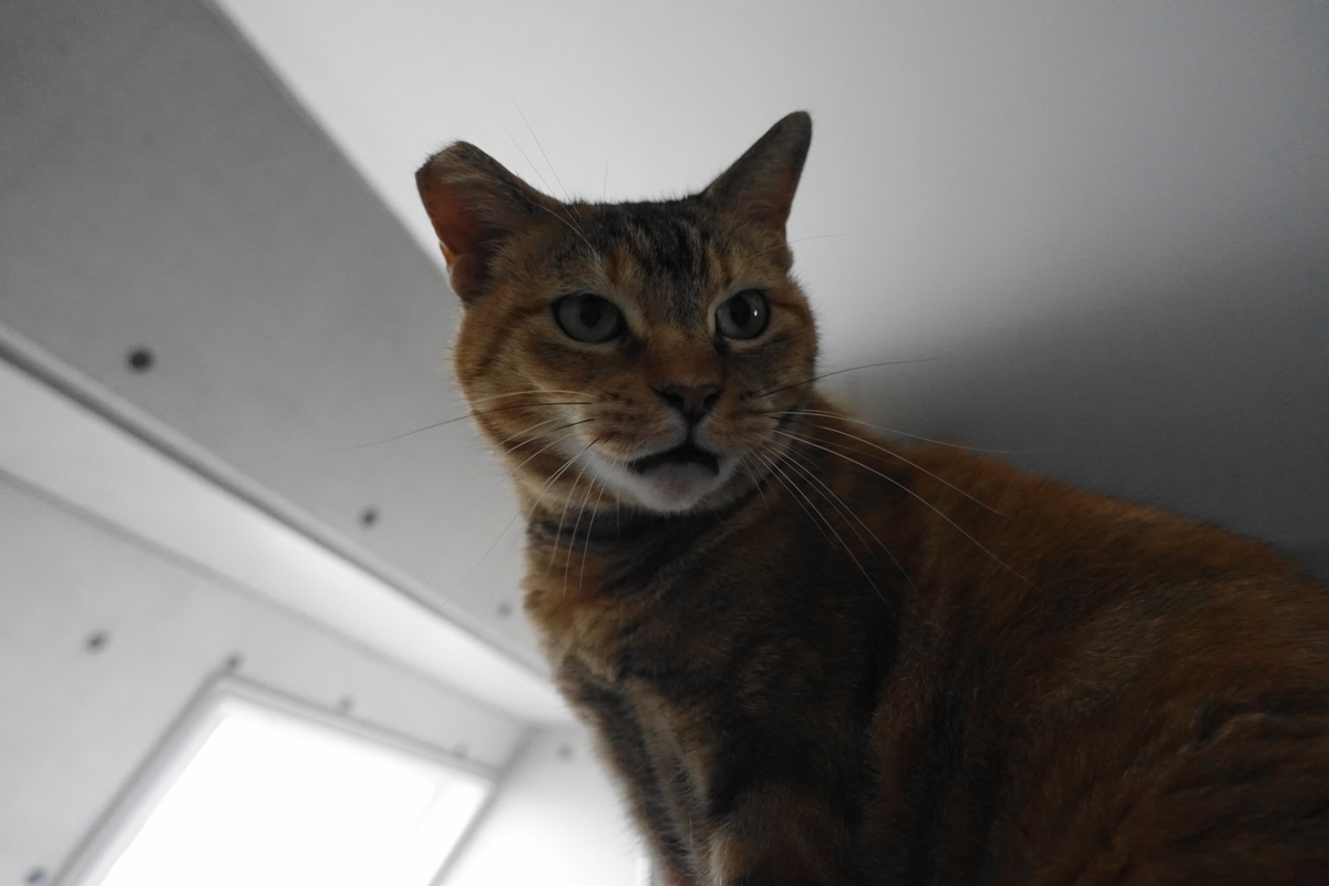 f:id:shigeo-t:20210520100820j:plain