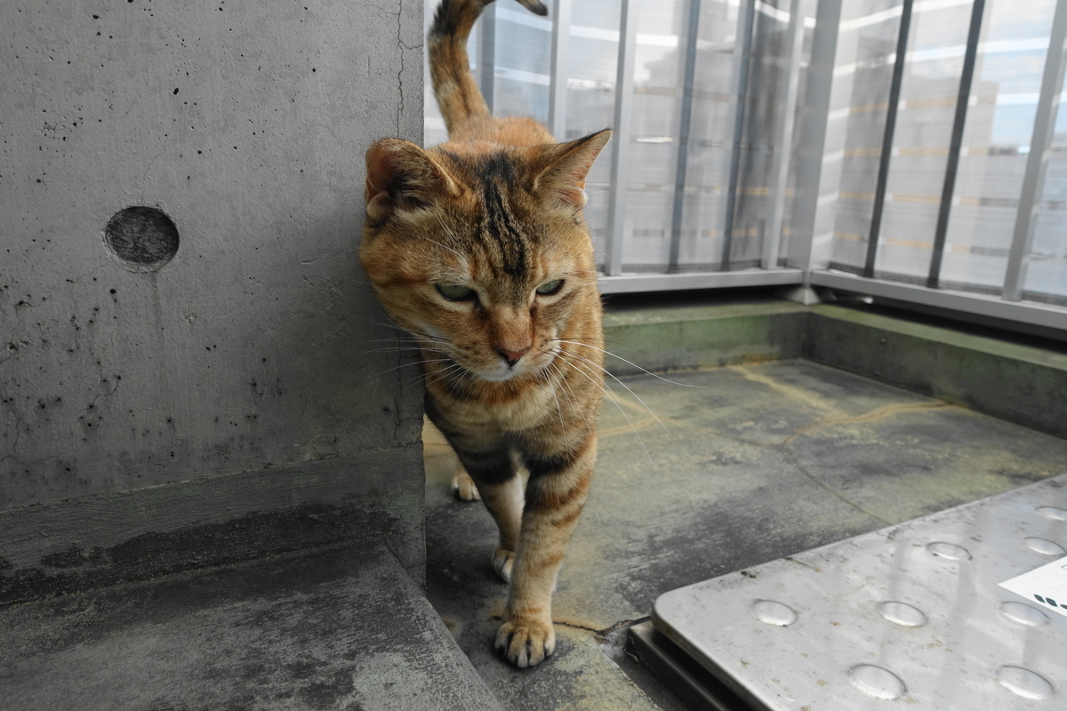 f:id:shigeo-t:20210520101212j:plain