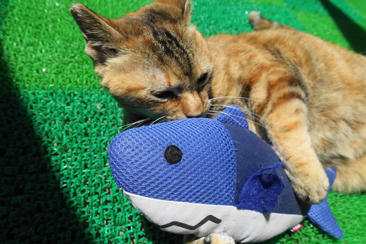 f:id:shigeo-t:20210520101417j:plain