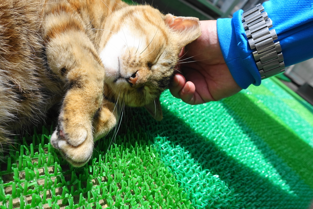 f:id:shigeo-t:20210520101531j:plain