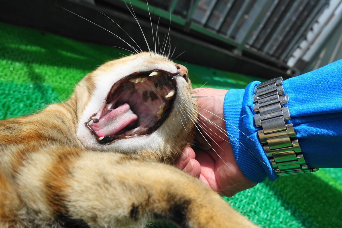 f:id:shigeo-t:20210520101558j:plain