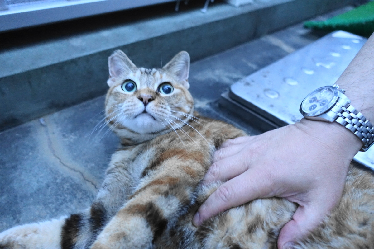 f:id:shigeo-t:20210520101916j:plain