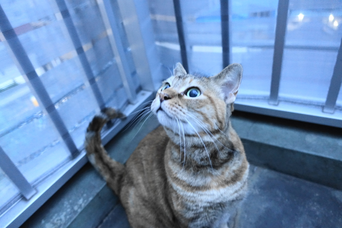 f:id:shigeo-t:20210520101924j:plain