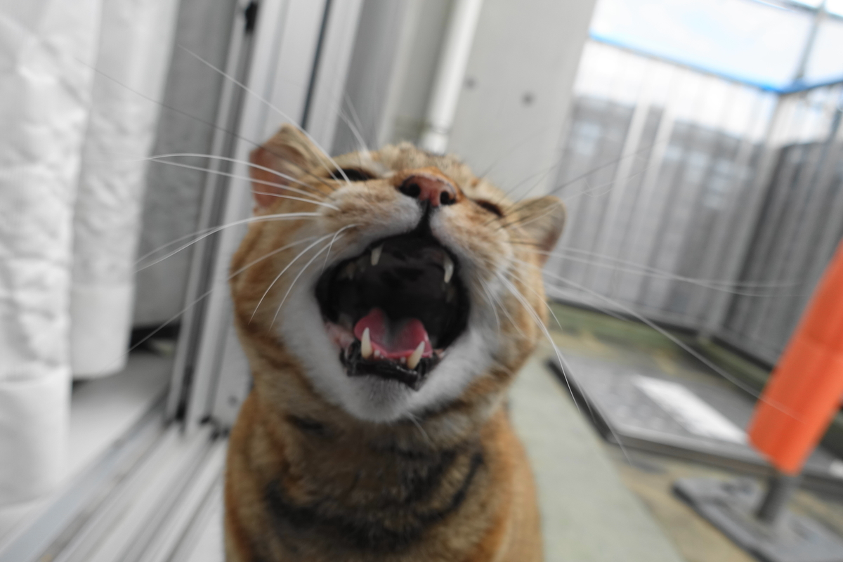 f:id:shigeo-t:20210520102328j:plain