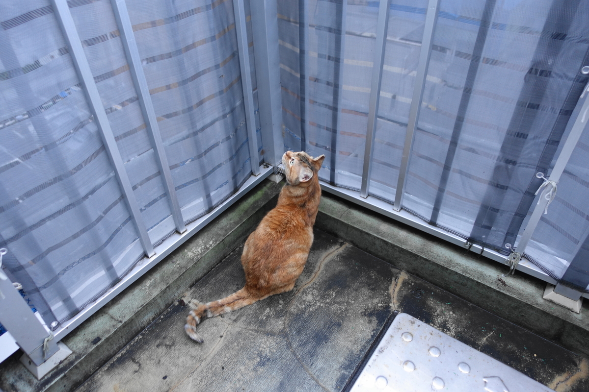 f:id:shigeo-t:20210520102504j:plain