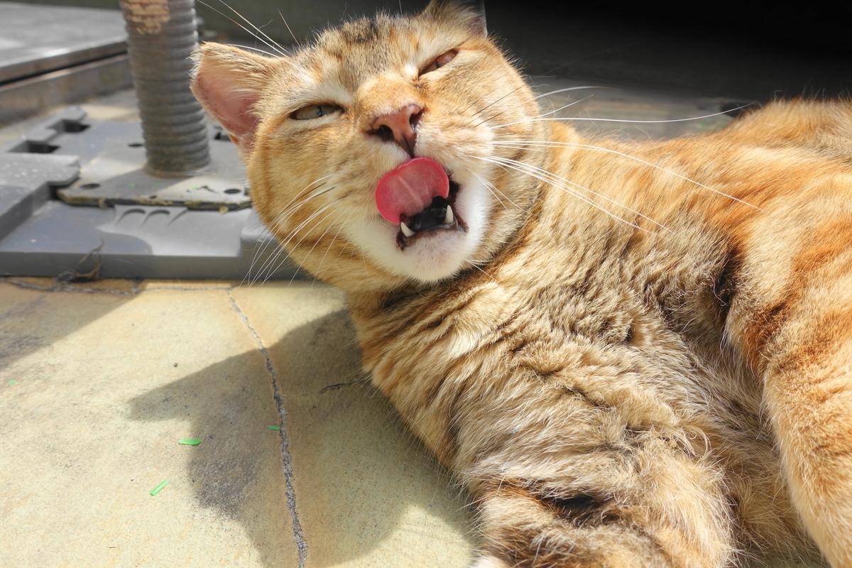 f:id:shigeo-t:20210520102537j:plain