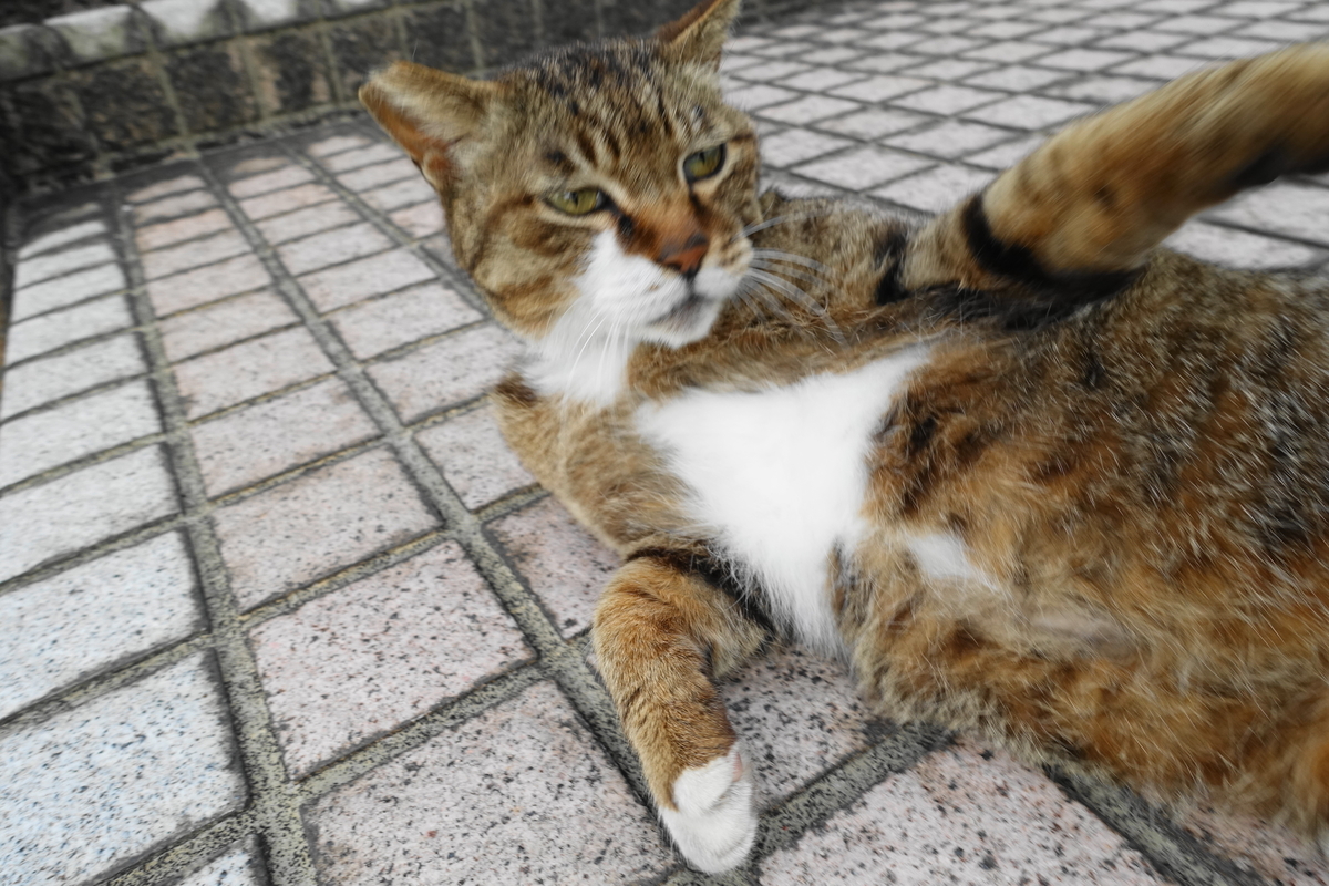 f:id:shigeo-t:20210522093200j:plain