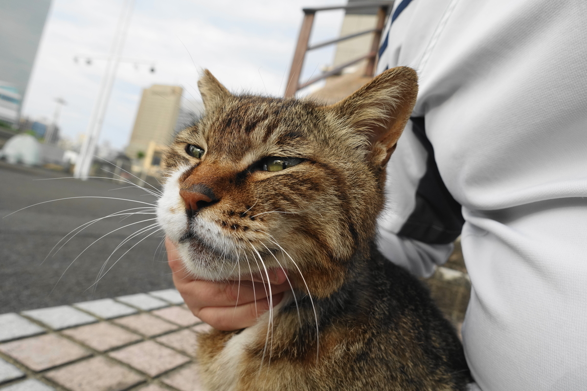 f:id:shigeo-t:20210522093213j:plain